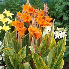 Van Zyverden Giant Cannas Bengal Tiger Set of 3 Bulbs