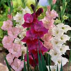 Van Zyverden Gladiolus Prosperity Blend Set of 25 Bulbs