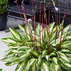 Van Zyverden Hosta Cherry Berry Set of 3 Roots