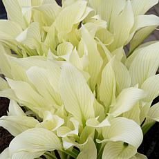 Van Zyverden Hosta White Feather - Set of 3 Roots