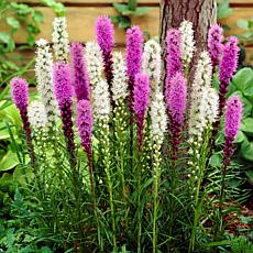 Van Zyverden Liatris Alba and Spicata Mixture - Set of 25 Roots