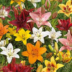 Van Zyverden Lilies Asiatic Mixed, Set of 25 Bulbs