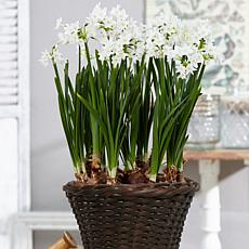 Van Zyverden Paperwhite Ziva Kit With 6.5" Table Top Rattan Basket