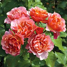 Van Zyverden Roses Tequila Supreme Stock - 1 Root 