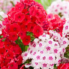 Van Zyverden Tall Phlox Paniculata Blend - Set of 5 Roots