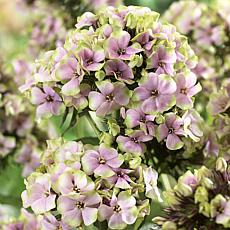 Van Zyverden Tall Phlox Paniculata Starburst Set of 5 Roots