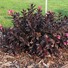 Van Zyverden Weigela Stunner™ 4" Potted Rocketliners® Plant