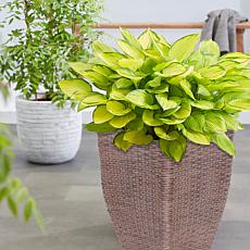 VanZyverden Hosta Gold Patio Kit w/ Planter, Planting Medium & Roots