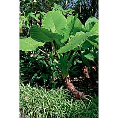 VanZyverden Jumbo Upright Elephant Ears 3-piece Bulb Set