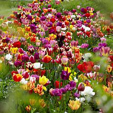 VanZyverden Tulips Economy Medley of Varieties 100pc