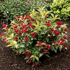 Weigela Maroon Swoon® 4" Potted Rocketliners®