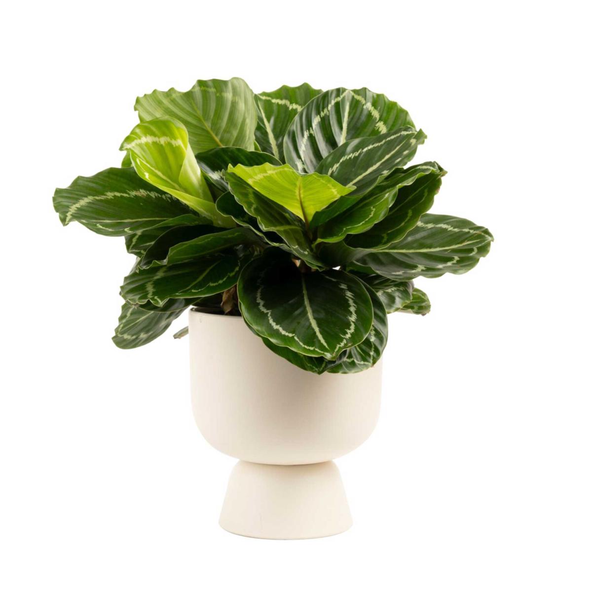 Costa Farms Live 12 Tall Grower S Choice Calathea Indoor Plant 20794230 Hsn