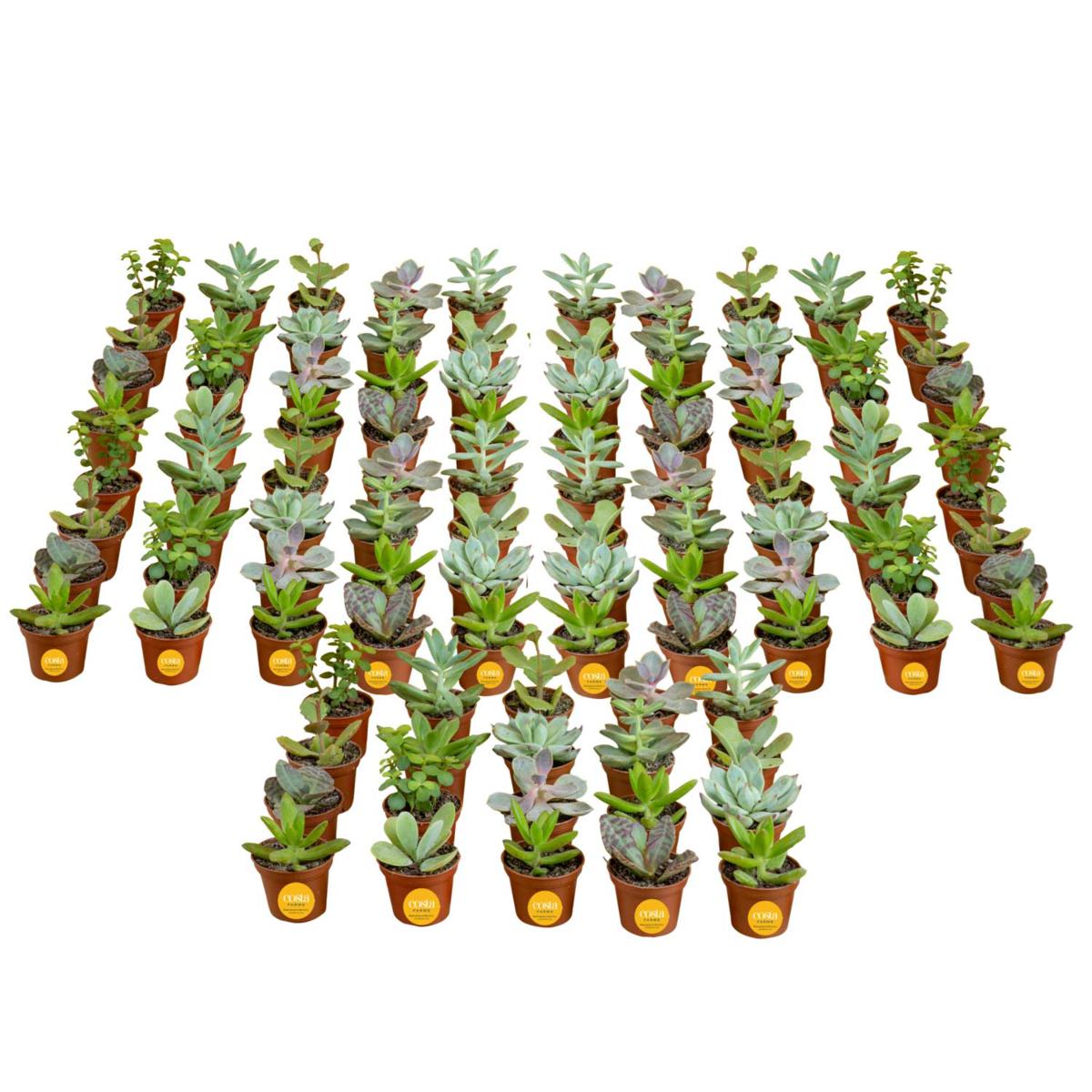 Costa Farms 100 Pk Indoor Assorted Succulents Plant In 2 Grow Pot 23338990 Hsn 7141