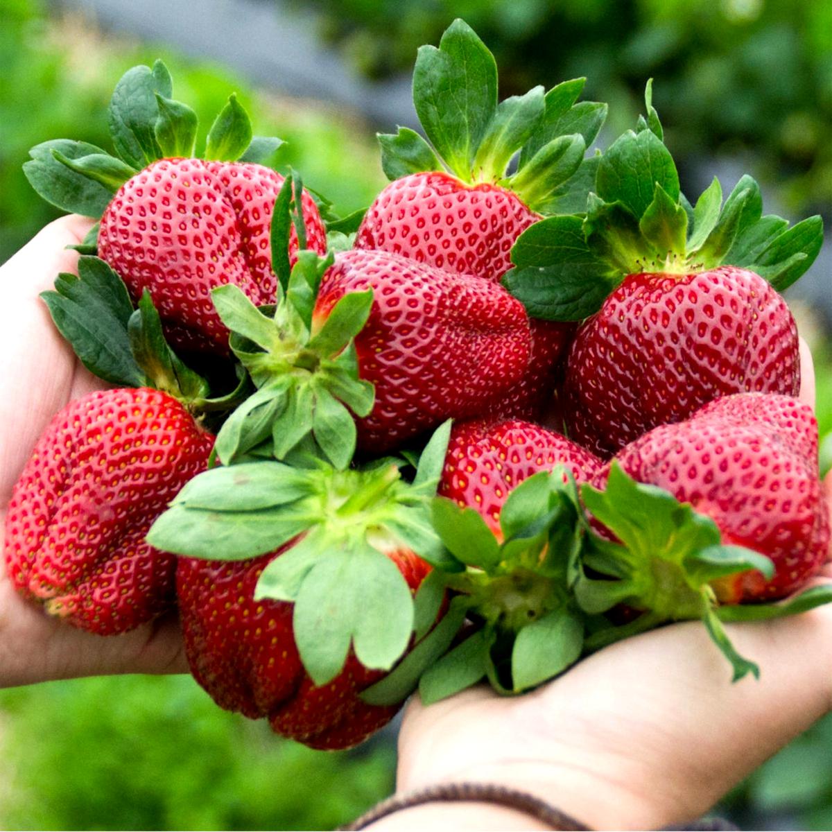 Leaf & Petal 24Piece Eversweet Strawberries 23120899 HSN