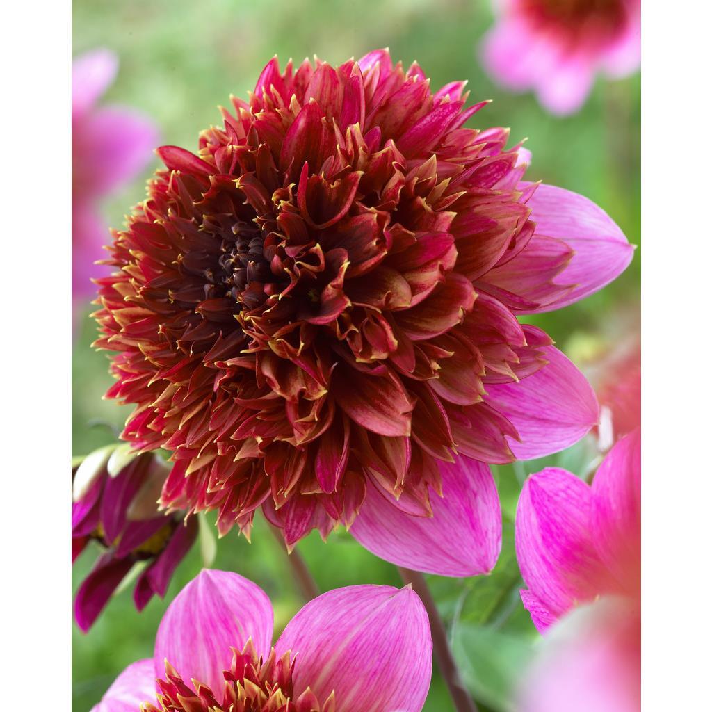 Dahlias Veritable Set of 5 Bulbs - 8962147 | HSN