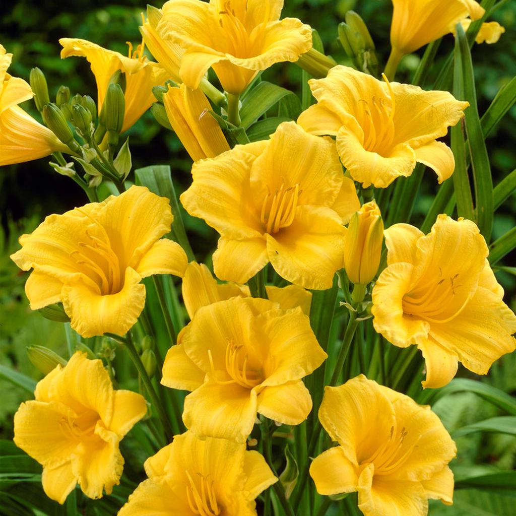 Daylilies ReBlooming Stella de' Oro Set of 5 Roots 8962280 HSN