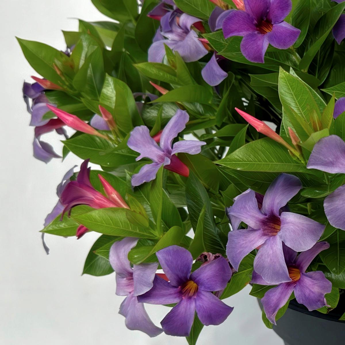 Leaf & Petal 2-piece Summer Trumpet Vine Duo - 23532345 | HSN
