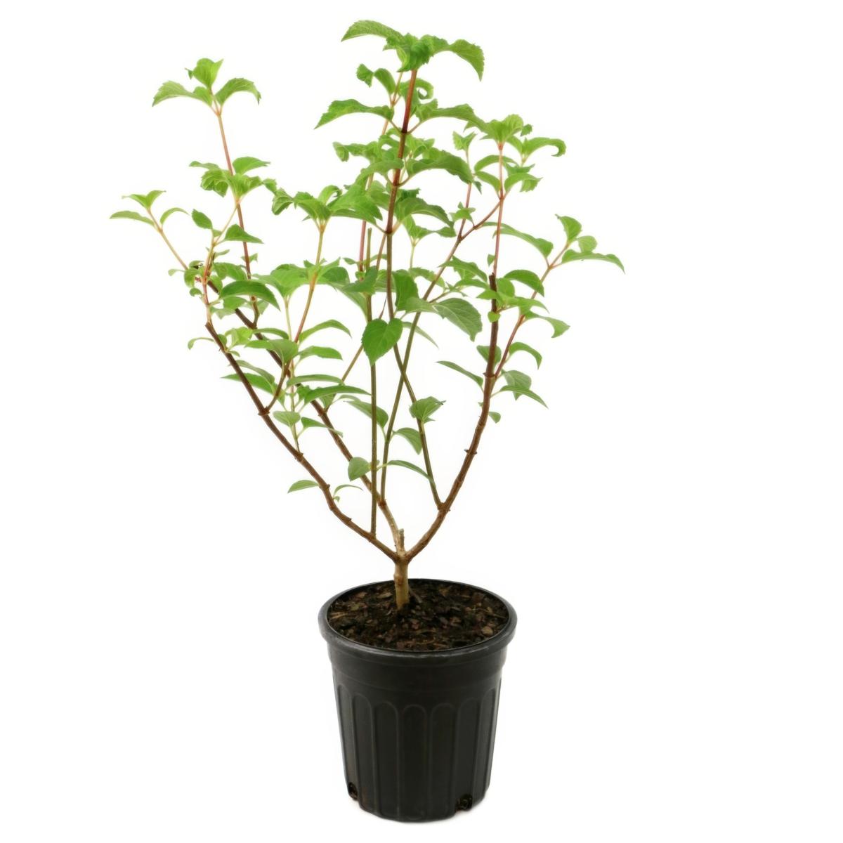 Leaf & Petal Berry White® Hydrangea - 23590322 | HSN