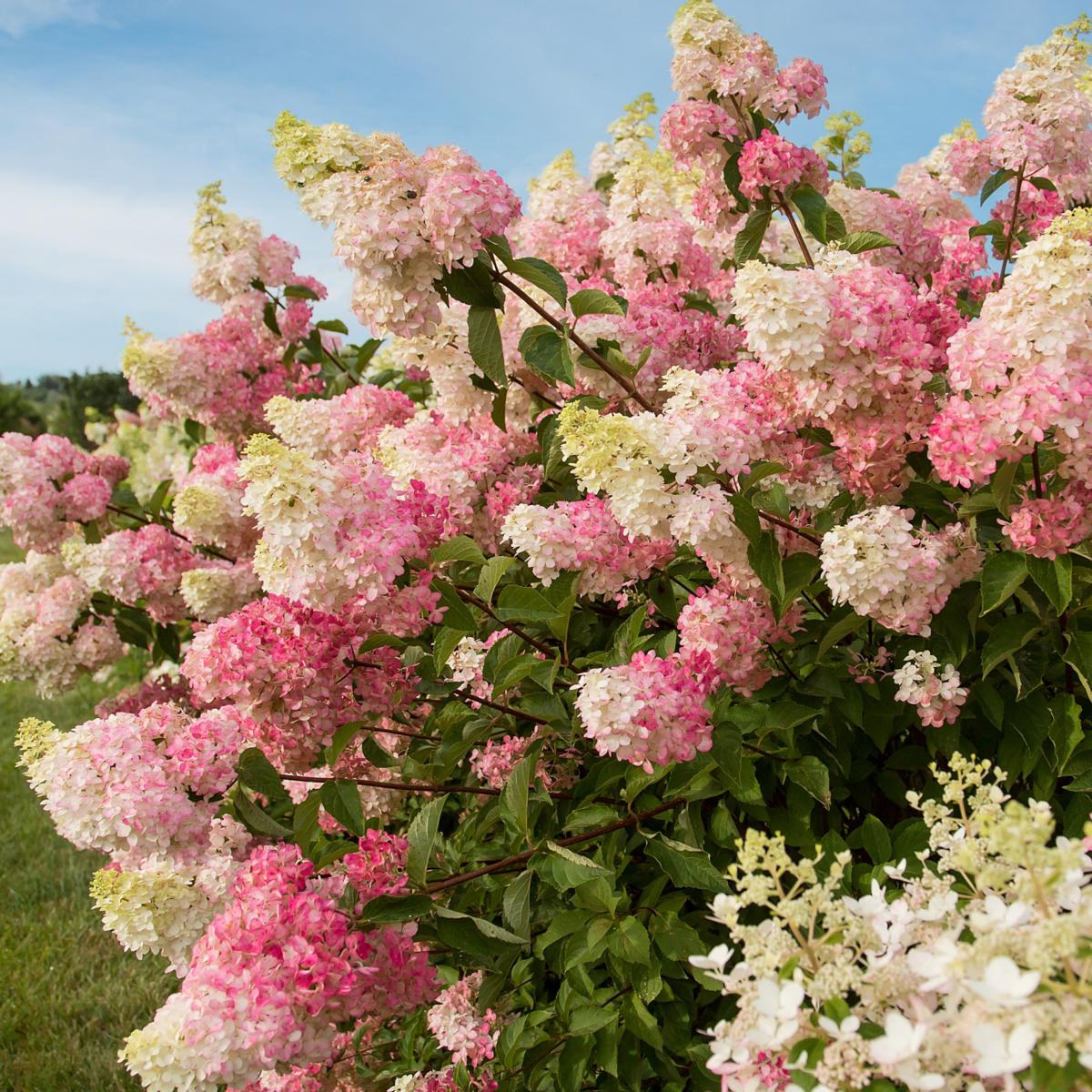 Hydrangea4937　0602 Hydrangea Shrubs | Treeze.com | United States