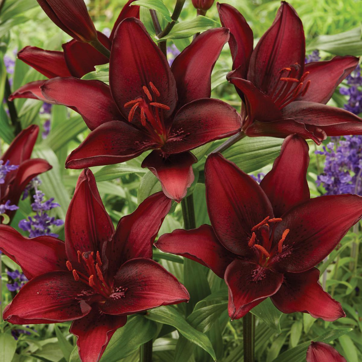 lilyです summer-flowering-lily-summer-