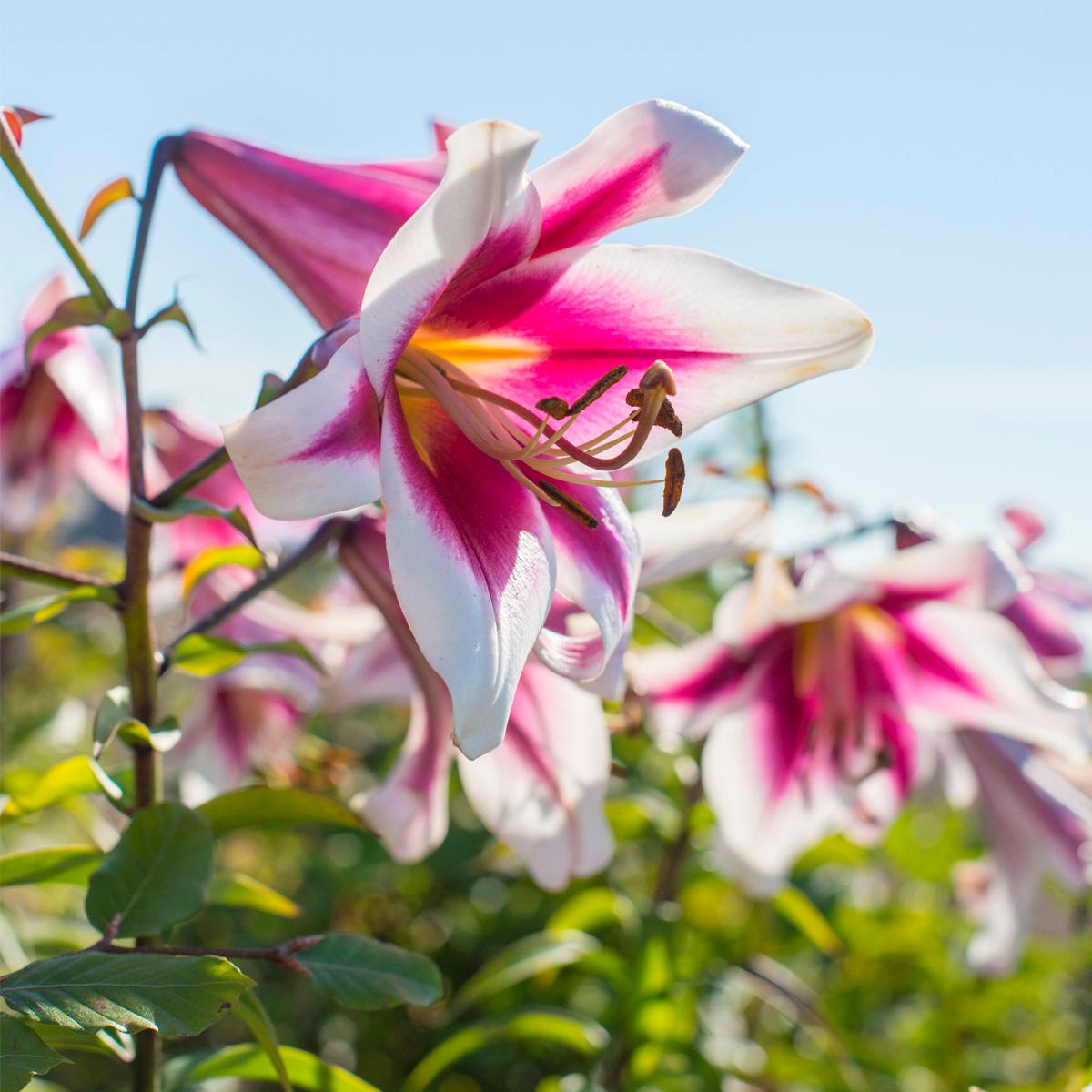 Van Zyverden Lilies Friso Set of 7 Bulbs | HSN