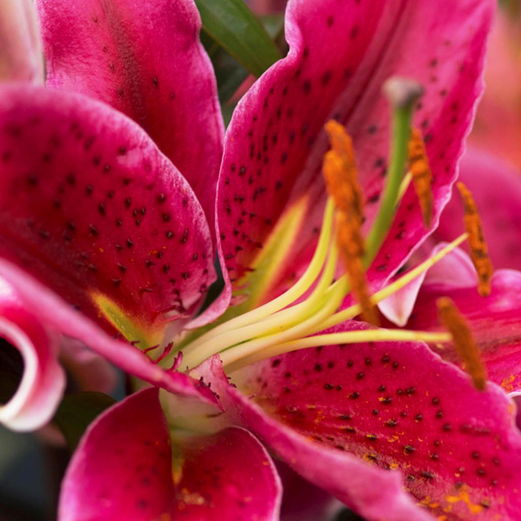 lily Van Zyverden Lilies Oriental Stargazer - 6 Bulbs - 23359911