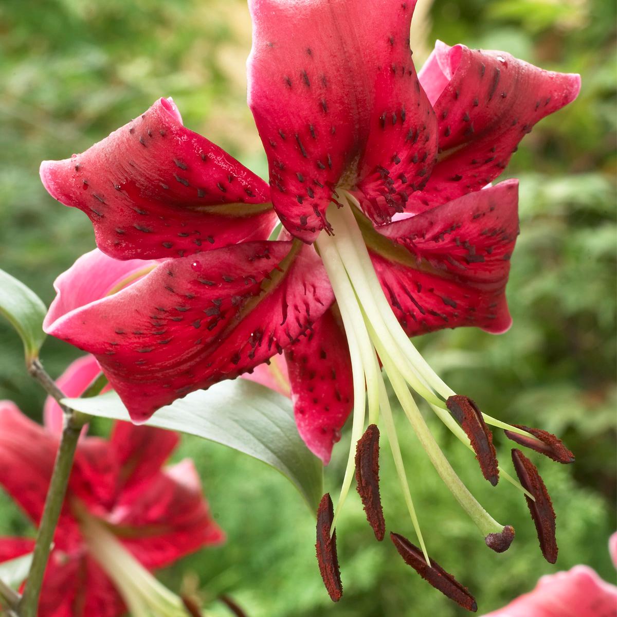 Van Zyverden Lilies OT Hybrid Miss Feya Mammoth Bulbs - Set