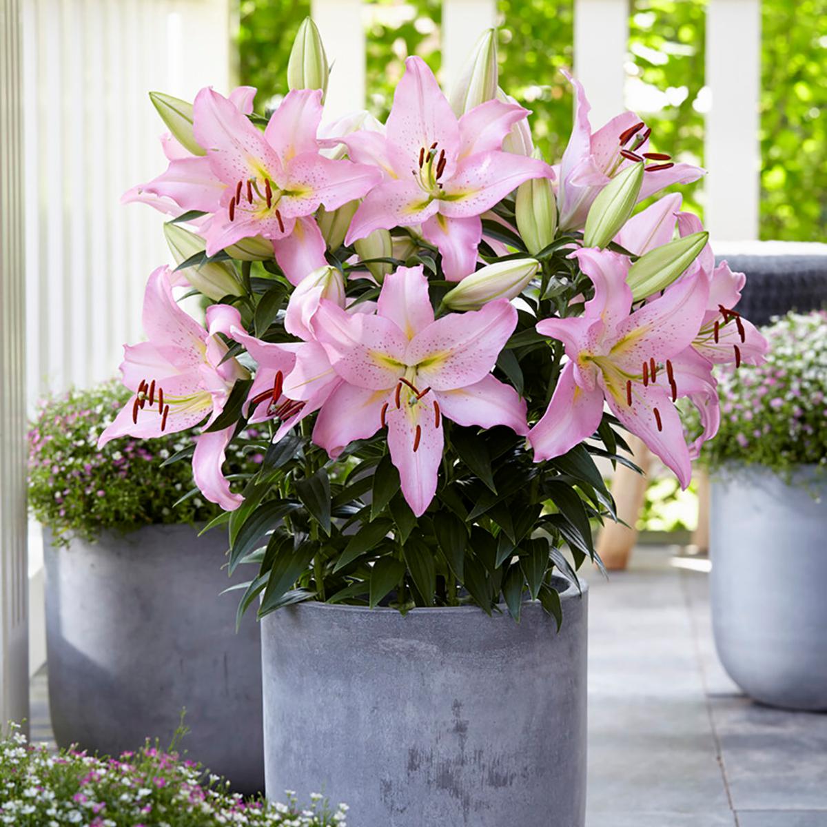 Van Zyverden Patio Smart Romance Lilies Kit - 22757668 | HSN