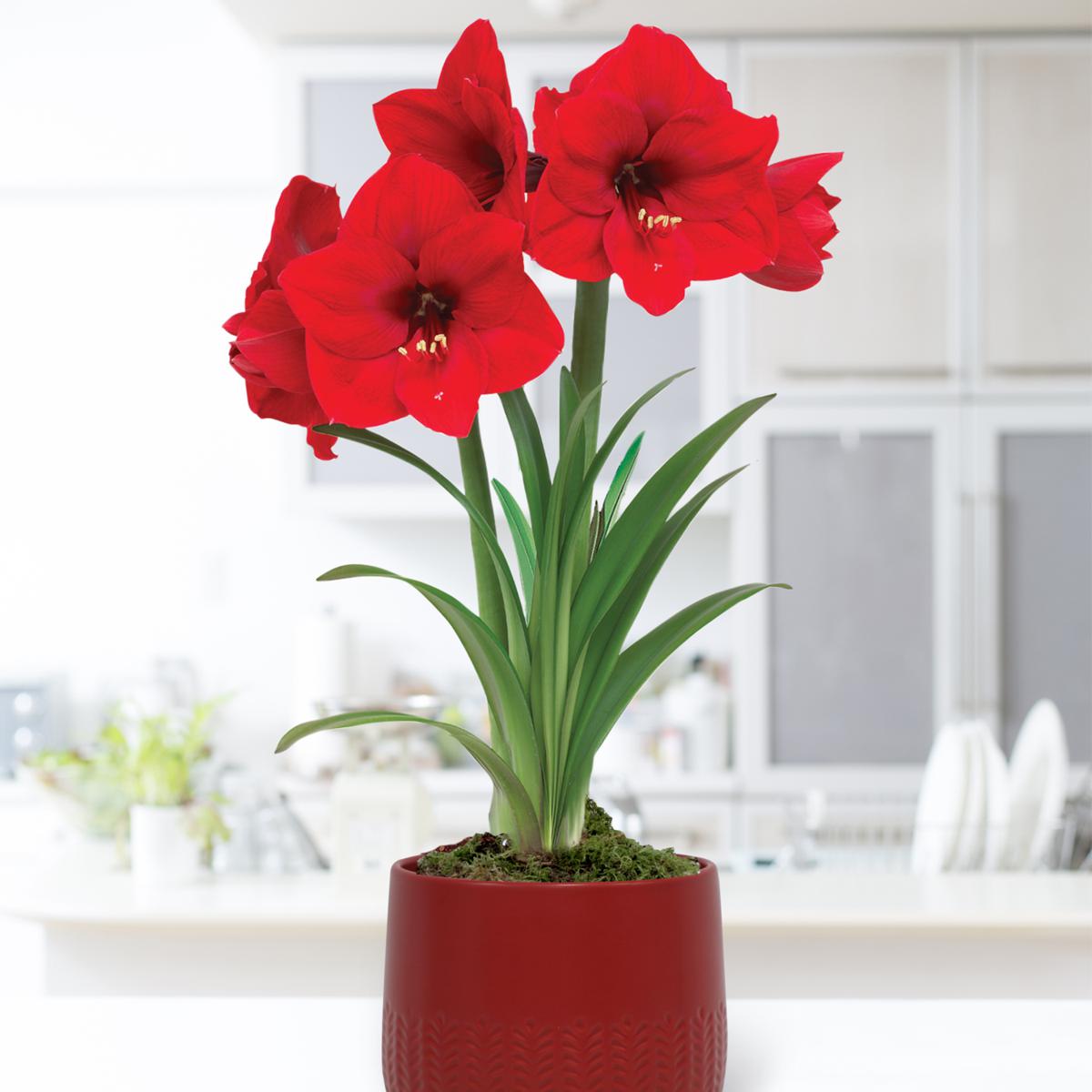 Van Zyverden Pre-planted Amaryllis Red Lion with Red Ceramic Planter