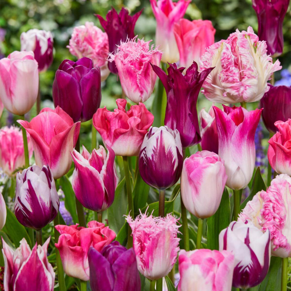 Van Zyverden Tulips Extended Bloom Roseate Mixture - 25 Bulbs | HSN