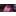 Painted Orchid Black