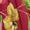 Beet Red