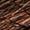 Medium Brown