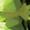 Peridot