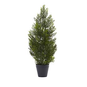 2 Ft. Mini Cedar Pine Tree 