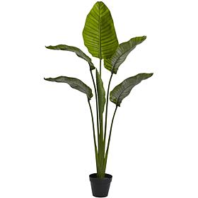 64 in. Travellers Palm Tree 