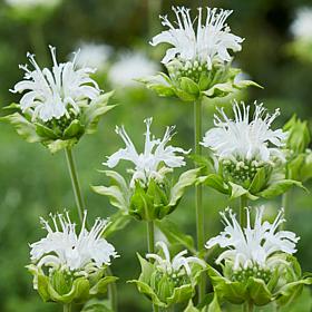 Bee Balm Ice Out Set of 5 Roots