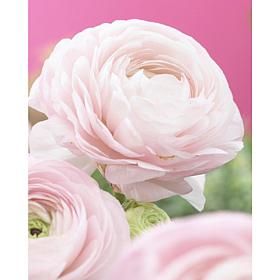 Butter Cups Ranunculus Double Pink Set of 25 Bulbs