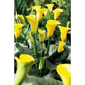 Callas Sunshine Set of 5 Bulbs