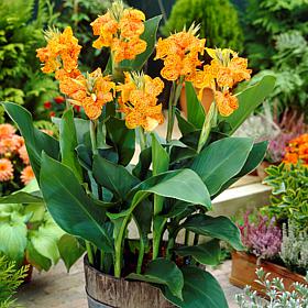 Cannas Picasso Set of 5 Bulbs