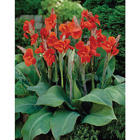 Cannas The President Set of 6 Bulbs