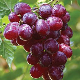 Catawba Grapes - 1 Plant