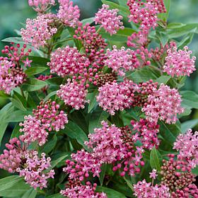 Cinderella Asclepias "Support The Monarchs" - Set of 3 Roots