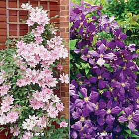 Clematis Collection 2 Varieties Set of 2 Plants