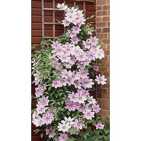 Clematis Nelly Moser Plant 