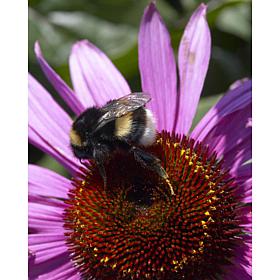 Coneflowers Bumble Bee Pollinator Set of 5 Roots