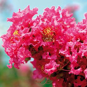 Crape Myrtle Pink Set of 1 Root Stock