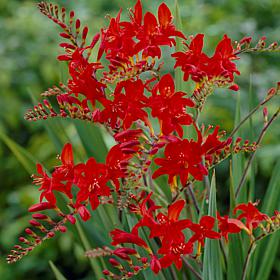 Crocosmia Lucifer Set of 25 Bulbs