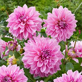 Dahlia Lavender Perfection Decorative 4-5' Tall Bloom