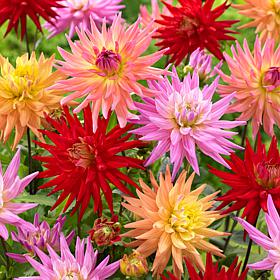 Dahlias Karma Corona Mixture Set of 7 Bulbs